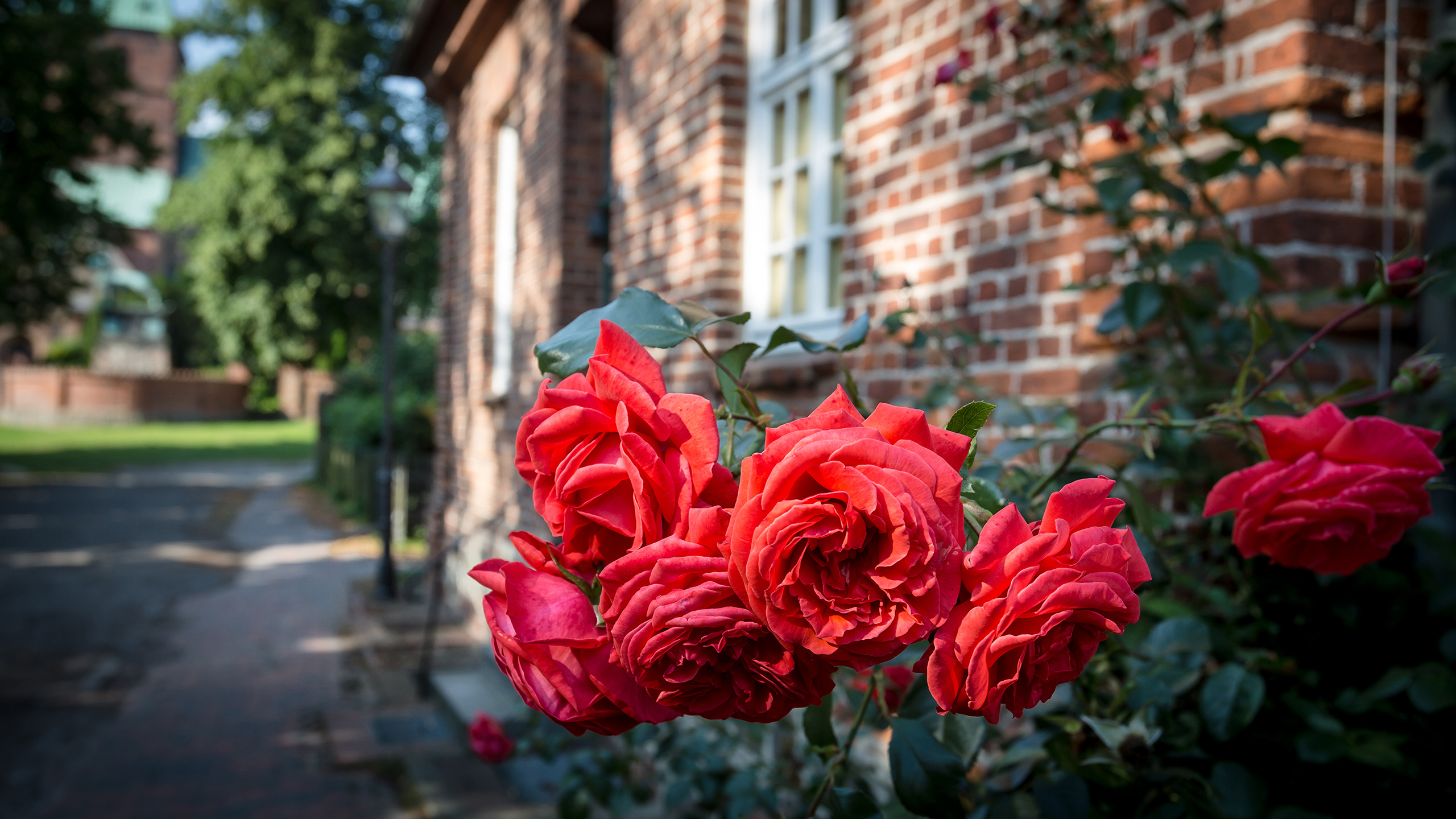 Rosen in der Altstadt von Ratzeburg
